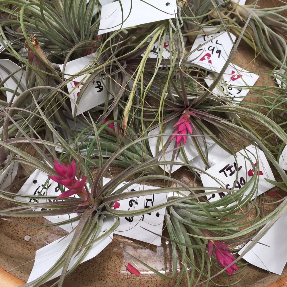 Anderson's - Virginia Beach - Air plants - Accessories Near Me - Virginia Beach, Virginia