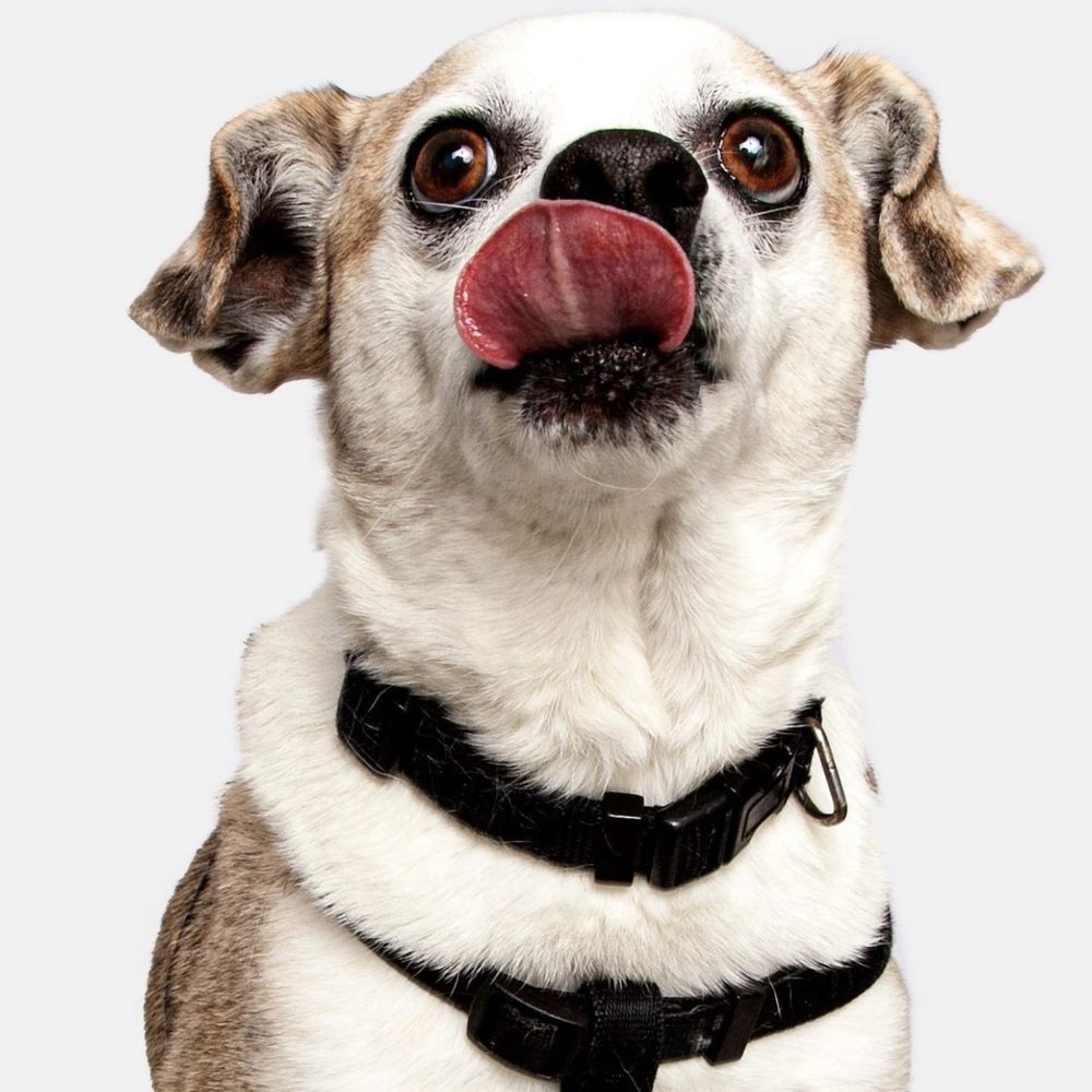 Pixel Pup Co - Pet Photography Near Me - Montrose, California Pixel Pup Co - Pet Photography Near Me - Montrose, California