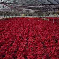 Orban's Nursery