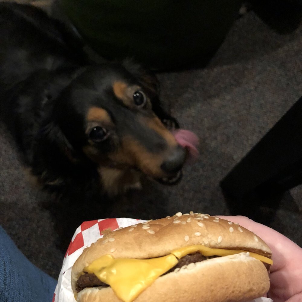 Rally's - All American double cheeseburger from Rally's, and my dog planning his next move. - Burgers Near Me - Elizabethtown, Kentucky Rally's - All American double cheeseburger from Rally's, and my dog planning his next move. - Burgers Near Me - Elizabethtown, Kentucky