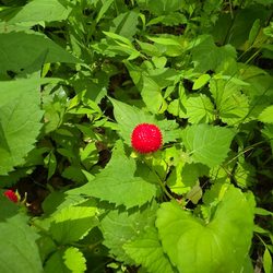 Wilbur Woods - False Strawberry