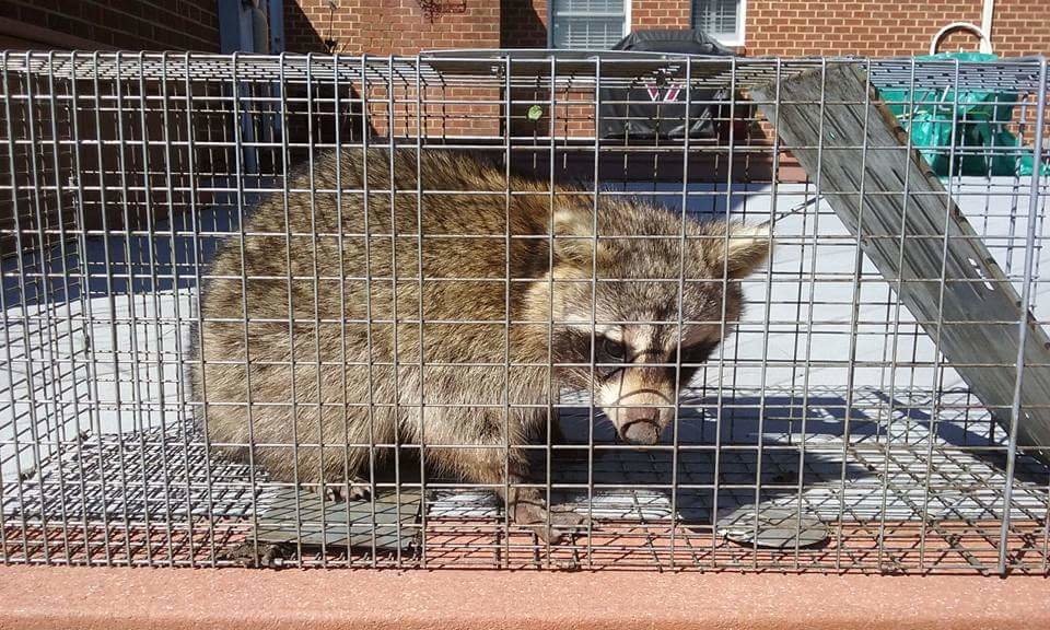 EPIX WILDLIFE REMOVAL Updated October 2024 4925 Saratoga Cir