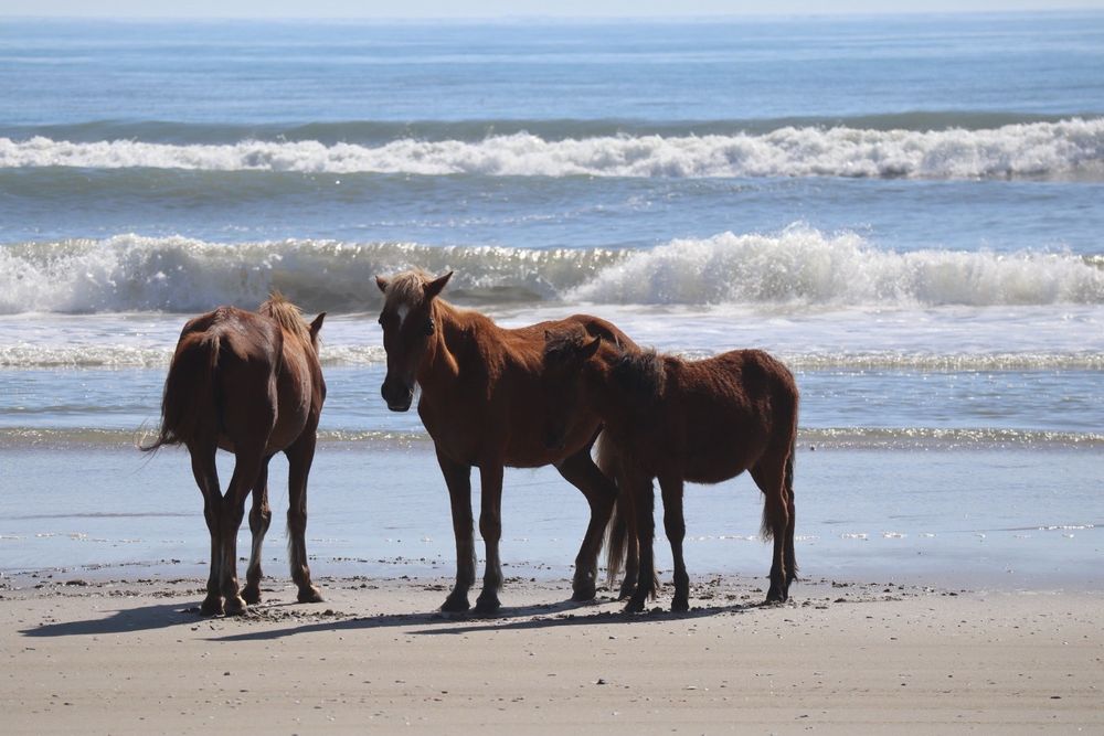 Wild Horse Adventure Tours