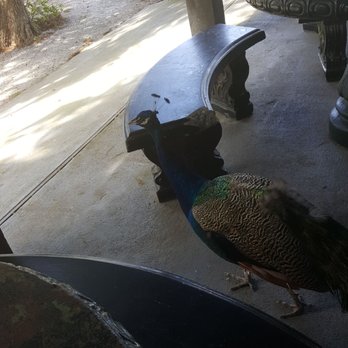 Peacock Cafe - peacock lunch guest. - American Near Me - Charleston, South Carolina