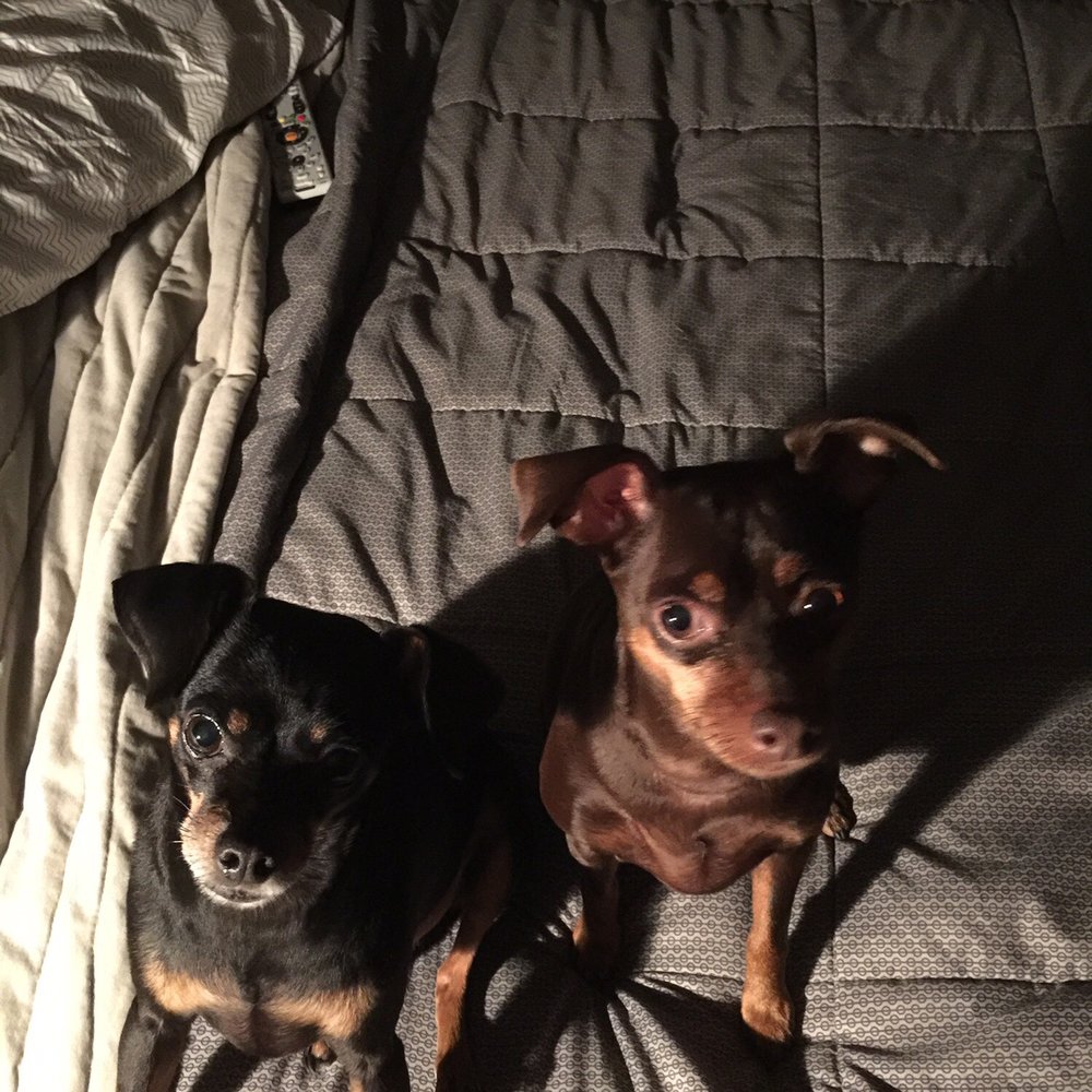 Dogs Deserve It - Very satisfied customers! - Dog Walkers Near Me - Chicago, Illinois Dogs Deserve It - Very satisfied customers! - Dog Walkers Near Me - Chicago, Illinois