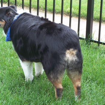 Pupperdoos And Kitties Too - Pax - my Aussie with his very awesome new scissor cut from Pupperdoos in South Windsor, CT - Pet Groomers Near Me - South Windsor, Connecticut