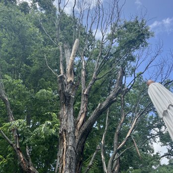 Columbia Tree & Lawn Service - Dead tree. 40+ feet tall - Tree Services Near Me