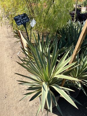 C & S Nursery by null