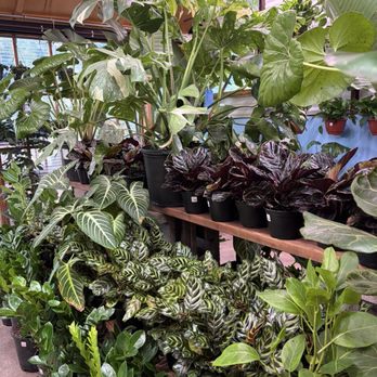 Pueblo - Beautiful - Nurseries & Gardening Near Me - Phoenix, Arizona Pueblo - Beautiful - Nurseries & Gardening Near Me - Phoenix, Arizona