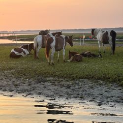 Daisey's Island Cruises