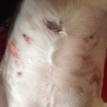 PetSmart - Simply Appalling!!! - Pet Stores Near Me - Signal Hill, California PetSmart - Simply Appalling!!! - Pet Stores Near Me - Signal Hill, California