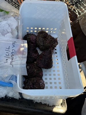 Tuna Harbor Dockside Market by null