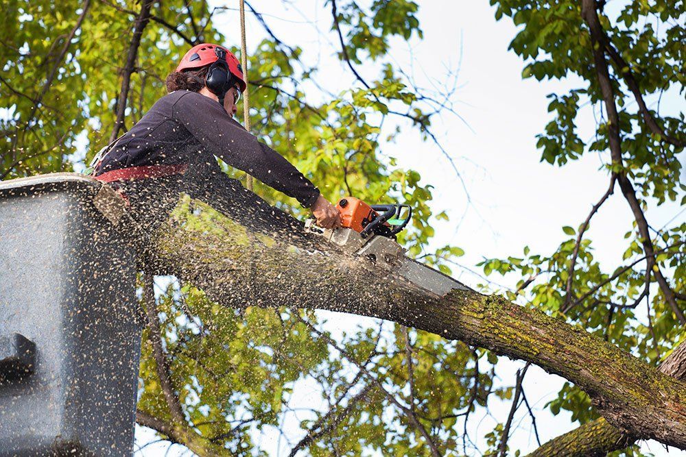 Grove Tree Service & Landscaping - tree service in Miami, FL