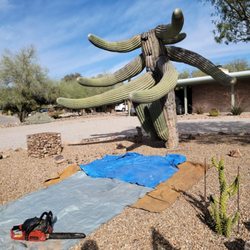 Simple Service Solutions Landscaping - When sagauros become Hazzardous and removal becomes necessary