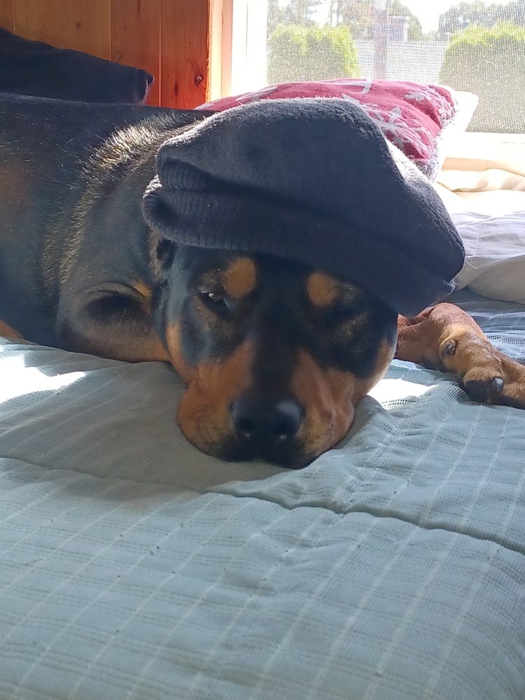 Slide of Zoltan The Plumber