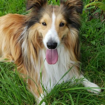 La Petite Chateau Bed & Biscuit - Happy Gavin. - Pet Groomers Near Me