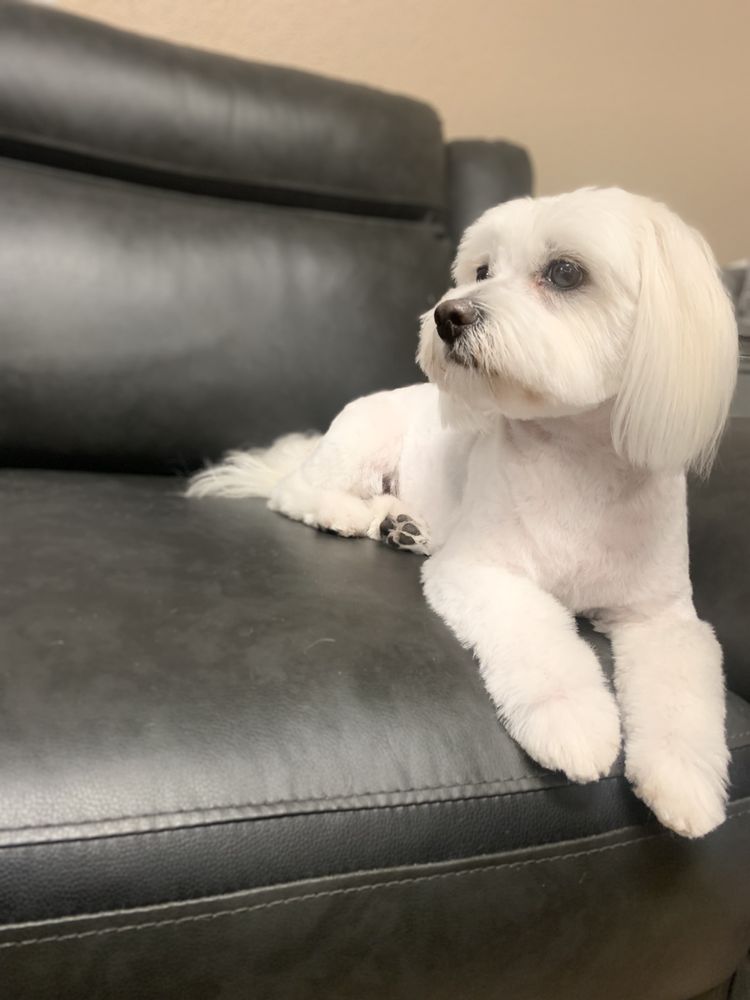 DOGS IN STYLE DOG GROOMING Updated July 2024 13 Photos Cathedral