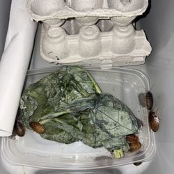 Medford Pet Supplies - Healthy feeder roaches