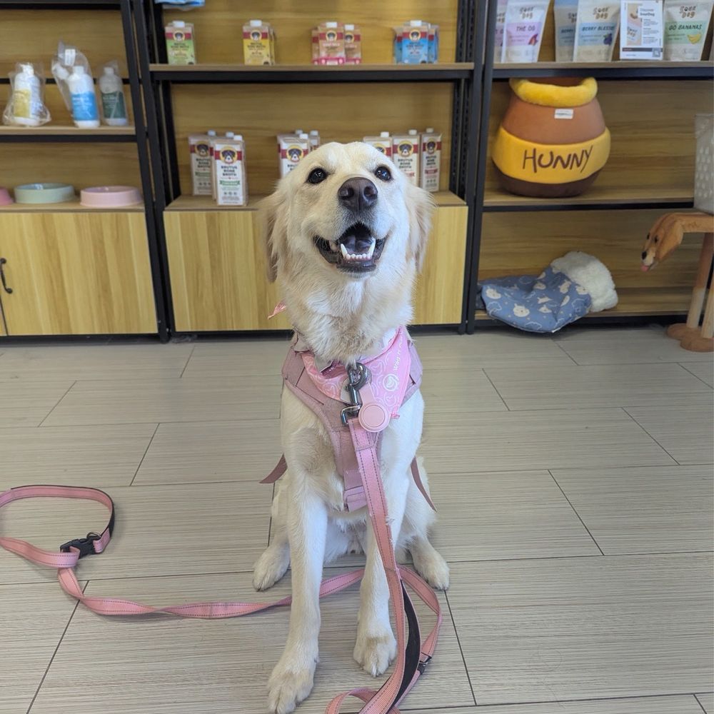 My Golden Retriever had the best hair trim and bath. The staff was so friendly and she was so happy ! Amazing experience overall