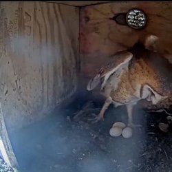 Holly Helps Marketing - Livestream of barn owl
