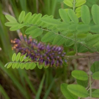 Lake Beresford Park - pretty false indigo bush - Hiking Near Me - DeLand, Florida Lake Beresford Park - pretty false indigo bush - Hiking Near Me - DeLand, Florida