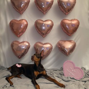 Rose City Veterinary Hospital - Veterinarians Near Me - Pasadena, California