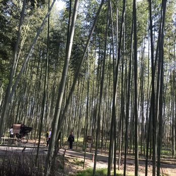 Japan Deluxe Tours - Bamboo forest - Travel Services Near Me - Torrance, California Japan Deluxe Tours - Bamboo forest - Travel Services Near Me - Torrance, California