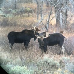 Jackson Hole Eco Tour Adventures - Moose