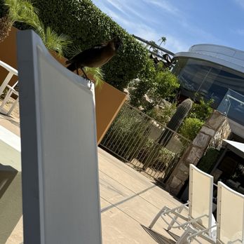 Sanctuary Camelback Mountain - Aggressive birds was told I was "in their home"... nothing done to deter them - Venues & Event Spaces Near Me - Paradise Valley, Arizona