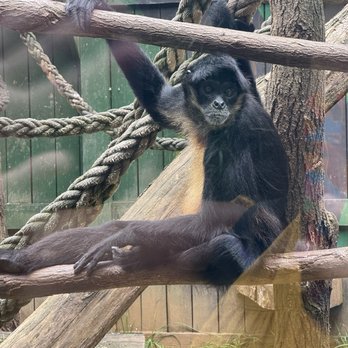 Catoctin Wildlife Preserve - Monkey - Zoos Near Me - Thurmont, Maryland Catoctin Wildlife Preserve - Monkey - Zoos Near Me - Thurmont, Maryland