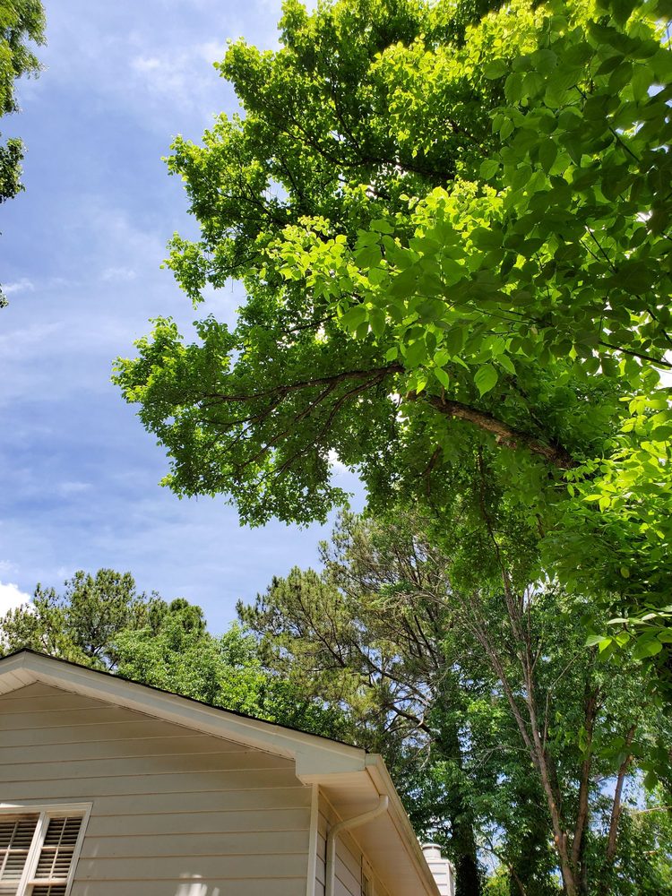 Atlanta Tree Arbors, Inc. - tree service in Atlanta, GA