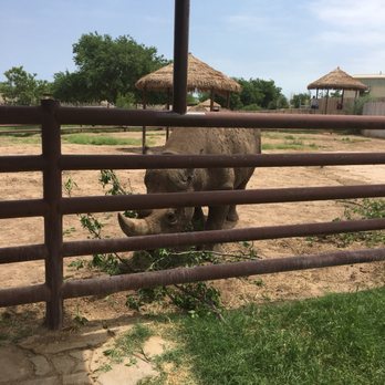 Abilene Zoo - Macho the rhino - Zoos Near Me - Abilene, Texas