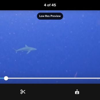 One Ocean Diving - Sharks in ocean - Free Diving Near Me - Haleiwa, Hawaii