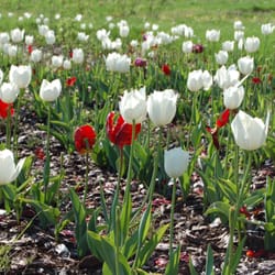 Botanischer Garten