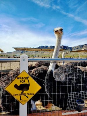 Rooster Cogburn Ostrich Ranch by null