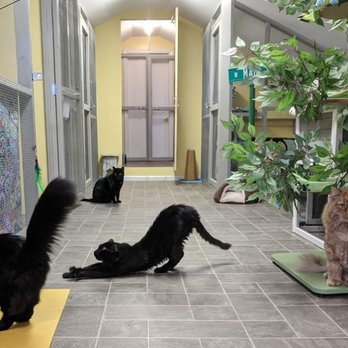 9 Lives Holistic - Pet Groomers Near Me - Fredonia, New York 9 Lives Holistic - Pet Groomers Near Me - Fredonia, New York