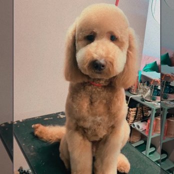 The Pretty Puppy - Lana (Goldendoodle) - Pet Groomers Near Me - Ontario, California