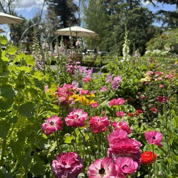 Americana House - Beautiful Garden Grounds near the Restaurant - American Near Me - Lodi, California Americana House - Beautiful Garden Grounds near the Restaurant - American Near Me - Lodi, California