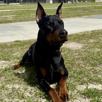 Tandem K9 - Bohdi the Doberman at work with mom - Pet Training Near Me - Hilliard, Florida Tandem K9 - Bohdi the Doberman at work with mom - Pet Training Near Me - Hilliard, Florida