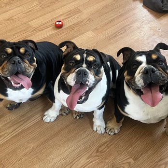 Above & Beyond Pet Clinic - 3 female English bulldogs - Veterinarians Near Me - Downey, California