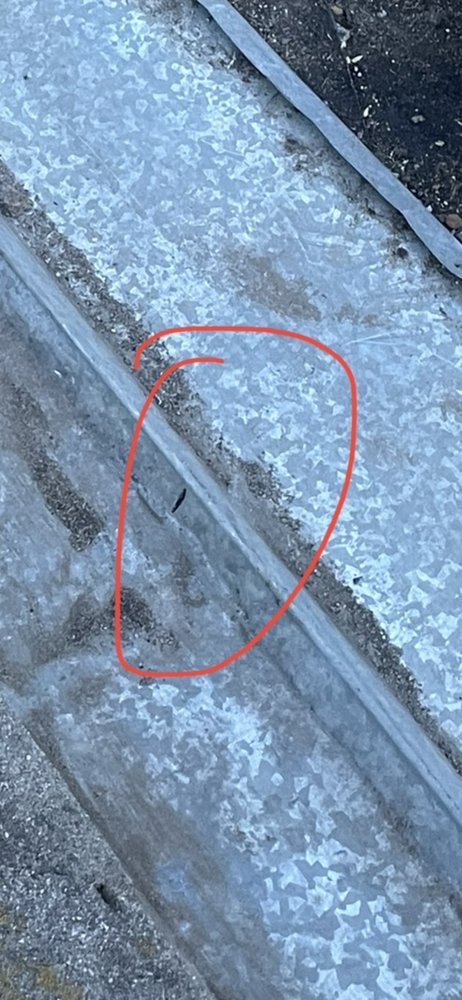 Slide of Lukas Pigeon Removal & Gutter Cleaning