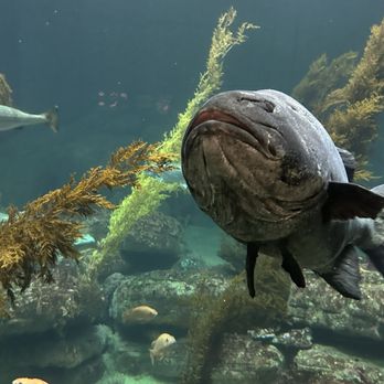 Monterey Bay Aquarium - Big guy - Aquariums Near Me - Monterey, California