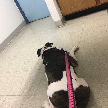 Fullerton Animal Clinic PC - Veterinarians Near Me - Chicago, Illinois