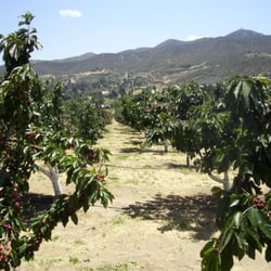 Windy Ridge Cherry Orchard
