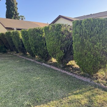 Value Tree Service - Pine trees - Tree Services Near Me - Paramount, California Value Tree Service - Pine trees - Tree Services Near Me - Paramount, California