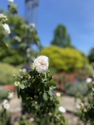 Lewis Ginter Botanical Garden by null