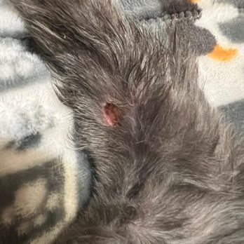 Dog House Studio City - 1 Month later hole still healing - Pet Groomers Near Me - Toluca Lake, California