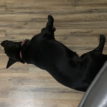 Fancier Day Obedience Dog Training - Raven give out after playing today - Pet Training Near Me - Sturgis, Mississippi Fancier Day Obedience Dog Training - Raven give out after playing today - Pet Training Near Me - Sturgis, Mississippi
