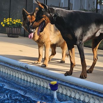 Olympia Kennels - Pet Training Near Me - Chester, New Hampshire Olympia Kennels - Pet Training Near Me - Chester, New Hampshire