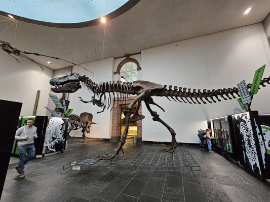 Senckenberg Nature Museum by null